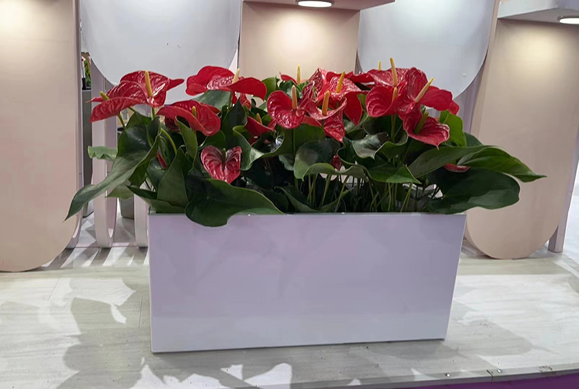 綠化租擺 綠化租擺