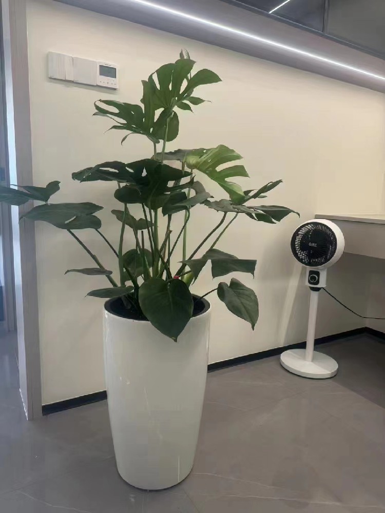 綠化租擺 綠化租擺