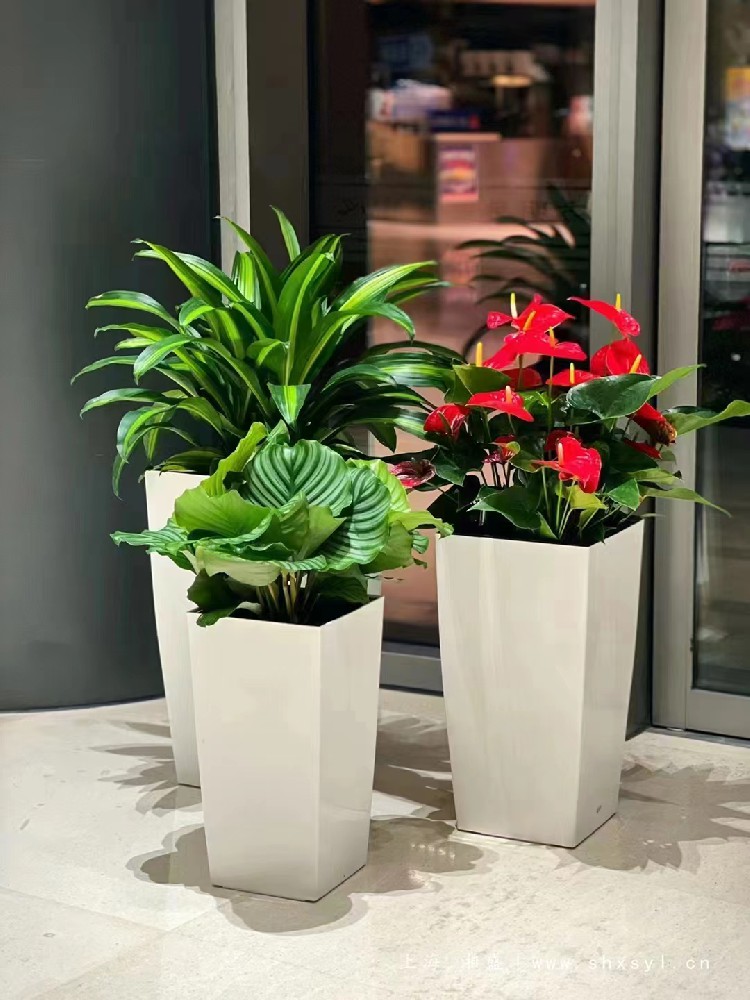 綠化租擺 綠化租擺